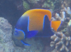 Pomacanthus navarchus