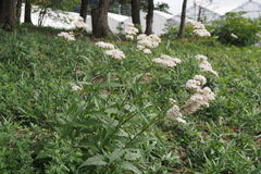 Eupatorium japonicum