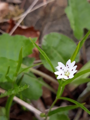 Pseudostellaria sylvatica