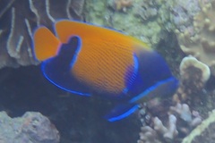 Pomacanthus navarchus