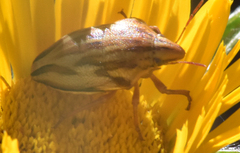 Odontotarsus
