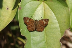 Pseudocoladenia dan