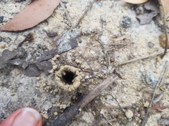 Aphaenogaster longiceps