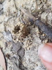 Aphaenogaster longiceps