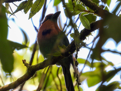 Electron platyrhynchum