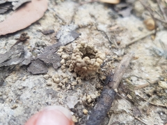 Aphaenogaster longiceps