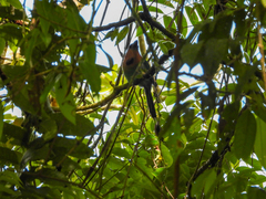 Electron platyrhynchum