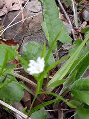 Pseudostellaria sylvatica