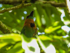 Electron platyrhynchum