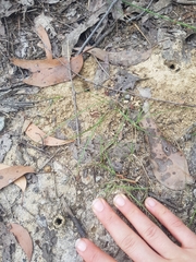 Aphaenogaster longiceps