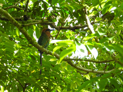 Electron platyrhynchum