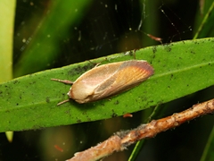 Ptyoptila matutinella