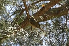 Acanthiza pusilla