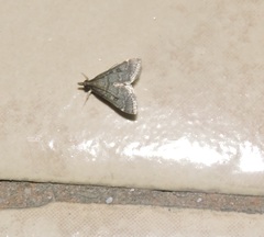 Steniodes declivalis