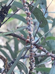 Eriococcus coriaceus