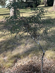 Eriococcus coriaceus