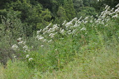 Eupatorium lindleyanum