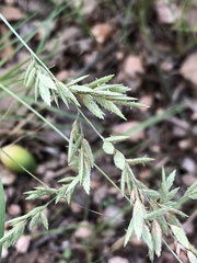 Eragrostis secundiflora