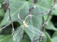Norfolius howensis