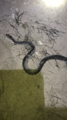 Cerberus schneiderii