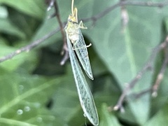 Norfolius howensis