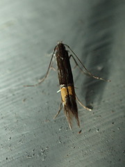 Cosmopterix attenuatella