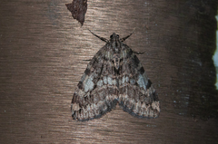 Hydriomena nubilofasciata