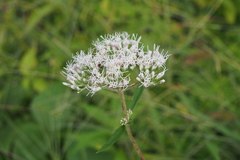 Eupatorium lindleyanum