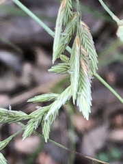 Eragrostis secundiflora