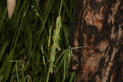 Crotalaria lanceolata