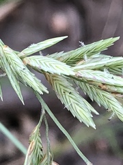 Eragrostis secundiflora