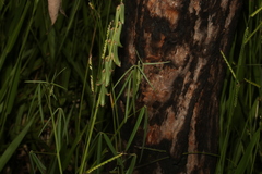 Crotalaria lanceolata