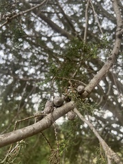 Cupressus abramsiana