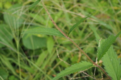 Eupatorium lindleyanum
