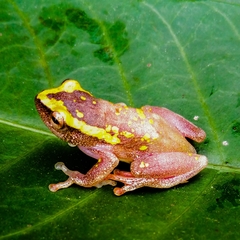 Hyperolius cystocandicans