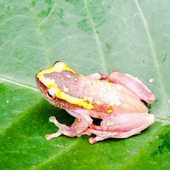 Hyperolius cystocandicans