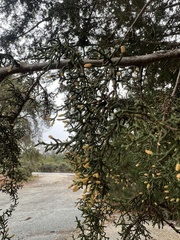 Cupressus abramsiana