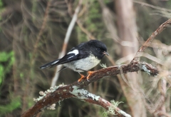 Petroica macrocephala macrocephala