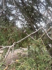 Cupressus abramsiana