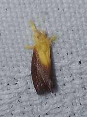 Zygaenoidea