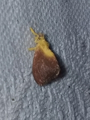 Zygaenoidea