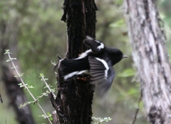 Petroica macrocephala macrocephala