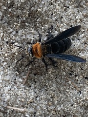Campsomeriella