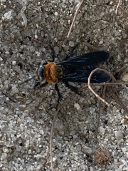 Campsomeriella