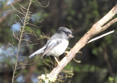 Petroica macrocephala macrocephala