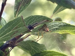 Theridion pyramidale