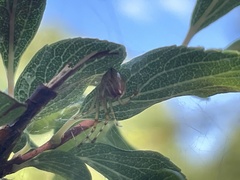 Theridion pyramidale