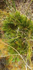 Aciphylla divisa