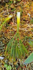 Aciphylla divisa