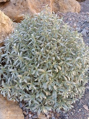 Mercurialis tomentosa